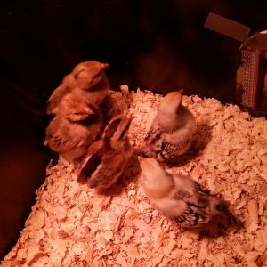 My new bantams...and they are ? I have no idea but love surprises !