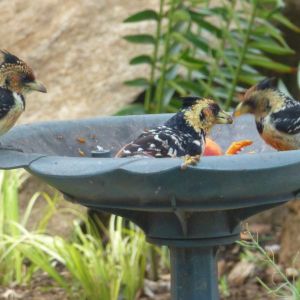 Crested Barbet family