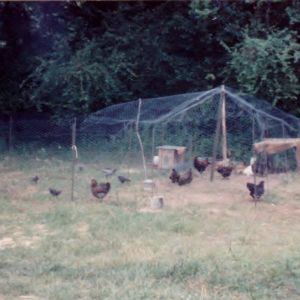Irving & his hens (Barred Rock) on left of pen; Araucana rooster & his hens on right side of pen.