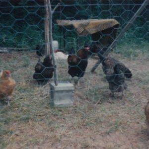 Araucauna rooster (3rd from left) with his hens