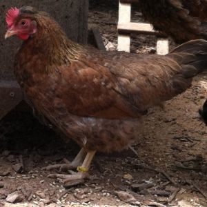 Cream Legbar X Black Star pullet