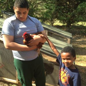 This little guy is the youngest in our homeschooling group and will also be showing chickens this year. All the kids love checking for eggs every morning before we start school.