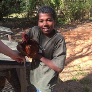 This handsome fella is next to the oldest in our school group and is very much anticipating the arrival of our baby Plymouth Barred Rocks, which is the breed all of our students will be showing in 4-H this year.
Everyone in very excited and we love having the fresh eggs every day.