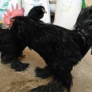 rare blak Azerbaijan breed