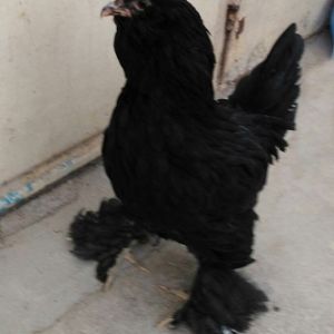 black Azerbaijan hen