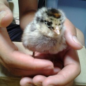 Ameraucana (EE?) chick (1 of 4) named Cream
Lost to illness as a chick