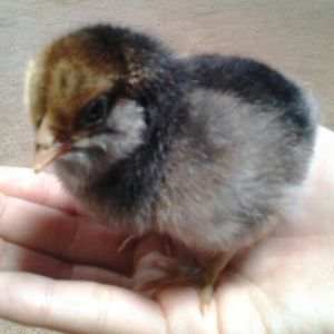 Ameraucana (EE?) chick (1 of 4) named Chicklet
Grew to be a (troublesome) rooster