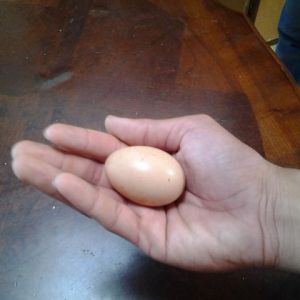 First ever egg laid on January 1st, 2015 by my Buff Orpington named Fluffy