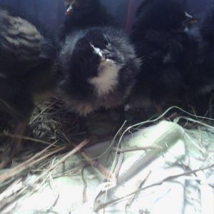 Asian Blue chicks at @ 1 week old. Already getting little attitudes.