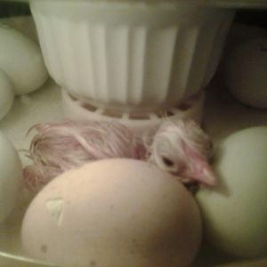 Second hatch, first babe.
Hatched on April 27, 2015 at 10:30 PM.
Buff Orpington x Ameraucana (EE?) hybrid chick named Boss.
Sire is Buff Orpington, Dam is Ameraucana (EE?)