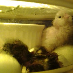 Second hatch, first and second babes.
Hatched on April 28, 2015 at 6:15 AM.
Ameraucana (EE?) chick.
Sire and Dam are Ameraucana (EE?)