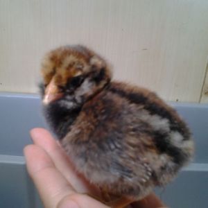 Second hatch (April 28, 2015).
Ameraucana (EE?) chick.
Still had small remain of yolk sac when first hatched, but is fairing well.
Sire and Dam are Ameraucana (EE?)