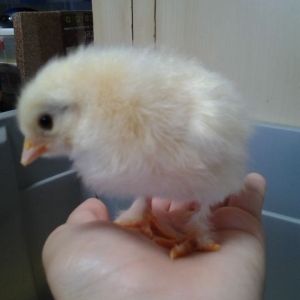 Second hatch (April 28, 2015).
Buff Orpington x Light Brahma hybrid chick.
Sire is Buff Orpington, Dam is Light Brahma
Has downy boots. Originally thought it would be a Buff x Barred Rock cross due to the egg.