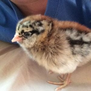 "Che-Che" as a 3 day old chick