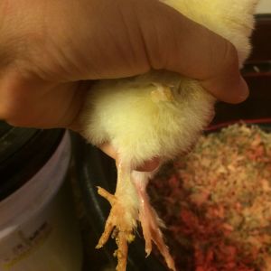 Just a shot to show the leg fluff of one.. :)