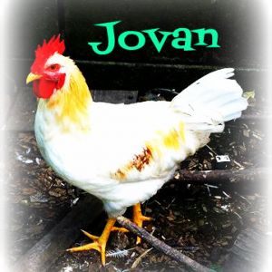 This is our Daddy Rooster, Jovan. He is very protective.
