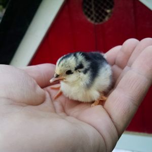 1st Chick to hatch this season.  
Jap Bantam/Americana
I'm Guessing Rooster...