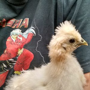This is Moe, my Silkie bantam chick.  She is 5 weeks old now.