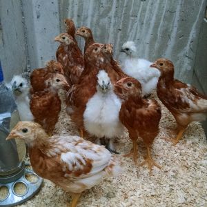 10 Rhode Island Reds with 3 Silkie Bantams