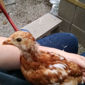 Rhode Island Red, 5 weeks old now. Just clipped her wings