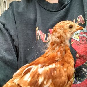 Rhode Island Red, 5 weeks old now. Just clipped her wings.