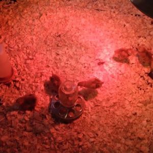 the first 6 Rhode Island Reds