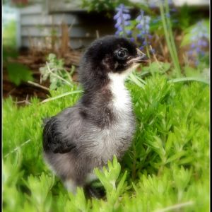 9 day old Black Copper Marans... (the only one to make a run for it)