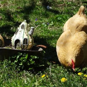 Baby the Buff Orp by the fairy garden