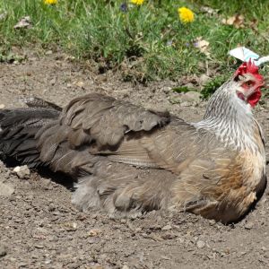 Victoria dust bathing