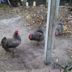 The three ladies wandering around the grassless yard