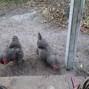 The three ladies wandering around the grassless yard