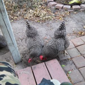 The three ladies wandering around the grassless yard