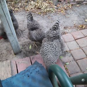 The three ladies wandering around the grassless yard