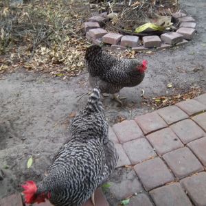 The three ladies wandering around the grassless yard