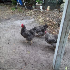 The three ladies wandering around the grassless yard