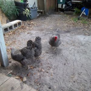 The three ladies wandering around the grassless yard