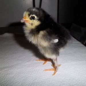 New baby