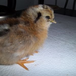 baby Easter egger