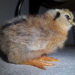 baby Easter egger