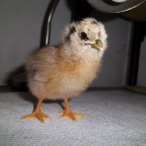 baby Easter egger
