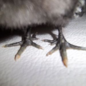 silkie extra toes