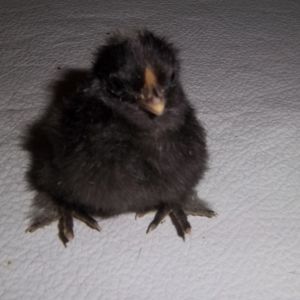 Silkie baby
