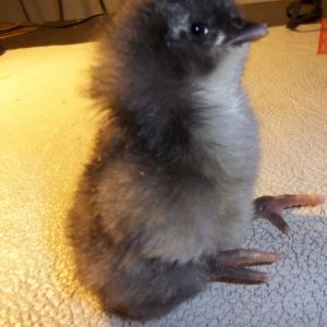 blue australorp baby (Fatty Lummkins)