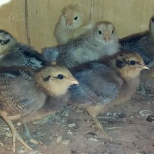 My Araucana chicks. A few days after I got them.