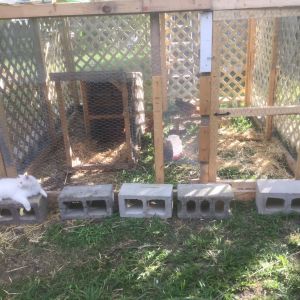 My girls got too big for their little coop so I built them a run out of recycled lumber and wire. Casper, the cat, is "watching over" the hens
