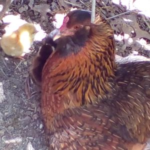 Tennessee chicks and mama