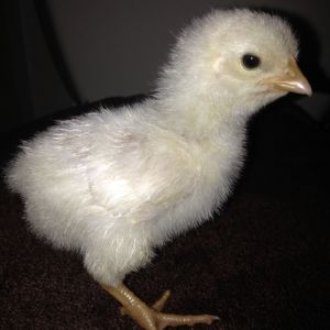 Believed BO x Delaware - male