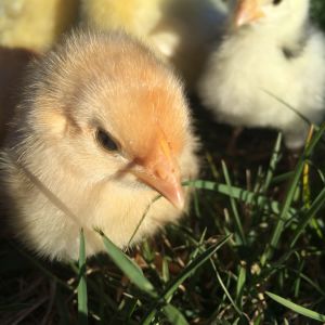 Letting have some outdoor time.