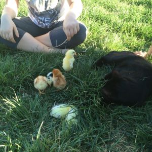Teaching our cat to leave the chicks alone.