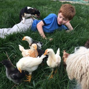 Teaching the dogs to behave around the chickens!